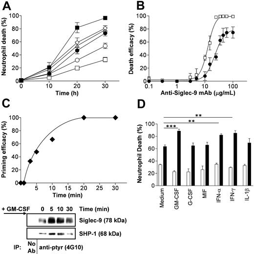 Figure 2. Siglec-9 cross-linking accelerates spontaneous neutrophil death, which is enhanced following GM-CSF priming. Cell death was assessed by ethidium bromide uptake and flow cytometric analysis. (A) Time-dependent acceleration of neutrophil death by Siglec-9 and Fas receptor cross-linking, respectively. GM-CSF-enhanced Siglec-9-mediated, but not Fas-triggered, cell death (n = 4). āŖ indicates GM-CSF + anti-Siglec-9; ā, anti-Fas; āµ, GM-CSF + anti-Fas; ā¢, anti-Siglec-9 alone; ā, medium; and ā”, GM-CSF alone. (B) Concentration-effect curve of anti-Siglec mAb in 20-hour neutrophil cultures. Maximal death effects in the absence of cytokine priming were seen at 35 μg/mL. GM-CSF preincubation for 20 minutes and its presence in subsequent culture resulted in higher death efficacy and potency of the mAb (n = 3). Symbols are as in panel A. (C, top) Priming by GM-CSF was time dependent. Addition of GM-CSF after Siglec-9 cross-linking had no effect. Cells were cultured for 20 hours. (Bottom) Stimulation with GM-CSF resulted in rapid tyrosine phosphorylation of Siglec-9 and SHP-1. In these experiments, neutrophil lysates were immunoprecipitated (IP) with anti-ptyr mAb followed by immunoblotting with anti-Siglec-9 and anti-SHP-1 mAbs. One representative out of 4 independent experiments is shown. (D) GM-CSF, IFN-α, and IFN-γ, but not G-CSF, MIF, and IL-1β were able to enhance the Siglec-9-mediated neutrophil death. Results of 24-hour cultures are shown (n = 4). Cytokines were preincubated for 20 minutes before cross-linking. ā” indicates control IgG1; and āŖ, anti-Siglec-9. **P < .01; ***P < .001. In panels A, B, and D, data are expressed as means ± SEM.