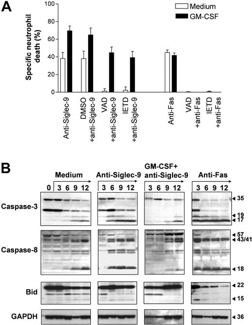 Figure 4. Evidence for caspase-dependent and -independent Siglec-9-mediated neutrophil deaths. (A) The caspase inhibitors z-VAD-fmk and z-IETD-fmk completely blocked Siglec-9- and Fas receptor-mediated neutrophil deaths. However, the enhanced Siglec-9-triggered death following GM-CSF priming was only partially blocked by the 2 caspase inhibitors. Results of 20-hour cultures are shown (n = 3). Data are expressed as means ± SEM. (B) Spontaneous neutrophil death was associated with the occurrence of the 17-kDa caspase-3 cleavage product and of the 18-kDa caspase-8 fragment (both detectable in 9-hour cultures). Cleavage of both caspases was accelerated in anti-Fas mAb-treated cultures (the active fragments of caspase-3 and caspase-8 are both detectable in 3-hour cultures). In addition, active 15-kDa Bid was seen in 3-hour anti-Fas mAb-treated neutrophil cultures. In anti-Siglec-9-treated neutrophils, the 2 active caspase products were detectable in 6-hour cultures. Strikingly, although GM-CSF enhanced Siglec-9-mediated neutrophil death, the active caspase cleavage products were not seen in neutrophils cultured less than 9 hours. Immunoblots are representative of 3 independent experiments.