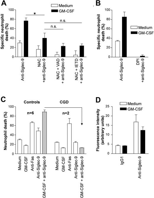 Figure 6. The death mediated by Siglec-9 upon GM-CSF priming is ROS-dependent. (A) The ROS scavenger NAC partially blocked Siglec-9-mediated death in normal GM-CSF-primed neutrophils. NAC and caspase inhibitors had an additive blocking effect, although no complete inhibition was achieved. Results of 20-hour cultures are shown (n = 4). *P < .05. (B) The inhibitor of ROS production DPI completely blocked Siglec-9-mediated death both in the absence (ā”) and presence (āŖ) of GM-CSF. Results of 20-hour cultures are shown (n = 4). (C) Comparison of normal (n = 6) and CGD (n = 2) neutrophils. Although spontaneous death of CGD neutrophils appeared to be delayed, they demonstrated normal responses to GM-CSF, anti-Fas mAb. However, the death effect of anti-Siglec-9 mAb appeared to be reduced, and the death priming effect of GM-CSF was not at all detectable in CGD neutrophils. Results of 24-hour cultures are shown. (D) Anti-Siglec-9 mAb stimulation resulted in increased production of ROS no matter whether GM-CSF was present or not. Neutrophils were stimulated for 4 hours (n = 3). Data in all panels are expressed as means ± SEM.