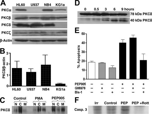 Figure 4. PEP005 actions are PKC-δ dependent. (A) Analysis by Western blotting of PKC-α,-β,-δ, and -ζ expression in 4 leukemic cell lines. β-actin was assessed as a loading control. (B) Expression of PKC-δ correlated with PEP005 responsiveness. PKC-δ expression was assessed by Western blotting in 4 leukemic cell lines and measured by densitometry. Data are expressed as PKC-δ expression relative to β-actin in the same sample. (C) Activation of PKC-δ by PEP005 (20 nM) and PMA (20 nM) was determined by measuring PKC-δ levels in the cytosolic (C), nuclear (N), and cell membrane (M) fractions of HL60 cells. (D) HL60 cells were incubated with 20 nM PEP005 for up to 9 hours and the presence of full-length (78-kDa) and the cleaved (40-kDa) fragment of PKC-δ was detected by Western blotting. (E) HL60 cells were incubated with 20 nM PEP005, 1 μM bisindolylmaleimide 1 (Bis-1), 20 nM Go6976, or PEP005 in combination with either Bis-1 or Go6976. Apoptosis was determined by caspase-3 activation. (F) HL60 cells were radiolabeled with 32PO4 prior to treatment with 20 nM PEP005 in the absence or presence of rottlerin and immunoprecipitation of caspase-3. An isotype-matched antibody (Irr) was used as a control. Blots in panels A, C, and D are representative of 3 separate experiments, and data in panels B and E are mean ± SD of 3 experiments.