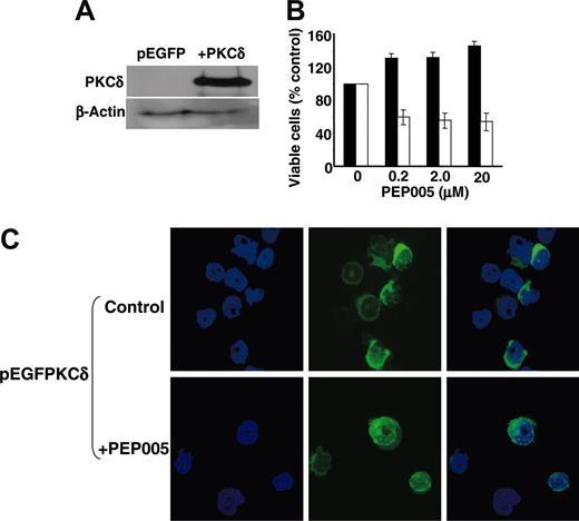 Figure 5. Transfection of cells with GFP-PKC-δ reinstates PEP005 responsiveness. (A) KG1a cells were transiently transfected with EGFP-tagged PKC-δ, and expression of PKC-δ was confirmed by Western blotting after 24 hours. (B) PEP005 was added to cultures 24 hours after transfection and apoptosis was determined after 3 days in PEP005-treated EGFP-positive KG1a cells transfected with pEGFP empty vector (▪) or pEGFP-PKC-δ (□) using analysis of forward and side scatter profiles by FACS. Data are mean ± SD of 6 experiments. (C) Translocation of EGFP-tagged PKC-δ following treatment of KG1a cells with 200 nM PEP005 was monitored by confocal microscopy and shows translocation to the nuclear region of the cells within 5 minutes of treatment. Nuclei are counterstained with DAPI.