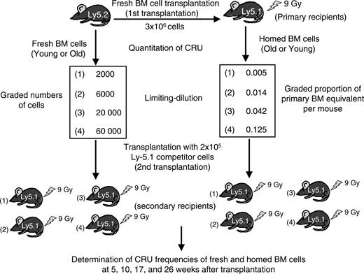 Figure 2. Experimental design for competitive repopulation studies. Lethally irradiated young or old Ly-5.1 mice were intravenously injected with 3 × 106 old or young Ly-5.2 BM cells. Twenty-four hours later, marrow from the primary recipients was harvested to assay the number of Ly-5.2+ stem cells that had homed there after transplantation. The frequencies of CRUs in the initial BM suspensions and in the BM of primary mice after homing were determined by competitive repopulation of 2 sets of Ly-5.1 mice that underwent transplantation with graded numbers of fresh or homed BM cells admixed with 2 × 105 Ly-5.1 competitor BM cells. Donor (Ly-5.2)-derived lymphoid and myeloid cells in PB were then measured at 5, 10, 17, and 26 weeks after transplantation. CRU frequencies were calculated from the proportions of negative mice in each cell-dose group, as described in “Materials and methods.”