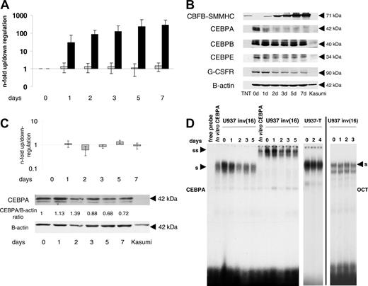 Figure 2. Conditional expression of CBFB-SMMHC in U937 leukemic cells. U937 cells were analyzed before (day 0) and 1, 2, 3, 5, and 7 days after withdrawal of tetracycline. (A) Quantitative RT-PCR analysis for CBFB-SMMHC and CEBPAmRNAexpression. Gray bars indicate CEBPAmRNA levels, and black bars indicate induction of CBFB-SMMHC mRNA. Results of 5 independent experiments are expressed as n-fold up/down-regulation and compared to day 0. Mean values and SDs are shown. (B) Western blot analysis of whole-cell lysates harvested at the same time points noted in panel A. The CBFB-SMMHC fusion protein (71-kDa) was detected with a CBFB antibody. TNT is an in vitro-translated CBFB-SMMHC protein from a CBFB-SMMHC expression construct that served as positive control. The membrane was further incubated with antibodies against CEBPA, CEBPE, granulocyte-colony-stimulating factor receptor (G-CSFR) and B-actin. (C) Parental U937 cells with the tetracycline-inducible construct lacking the CBFB-SMMHC cDNA (U937-T) were analyzed by quantitative RT-PCR for CEBPA mRNA expression (top panel) and by Western blot analysis for CEBPA and β-actin protein expression (lower panels). Mean values and SDs are shown. (D) CEBPA-binding activity to a CEBP site present in the G-CSF R promoter was assessed by EMSA using nuclear extracts from time points as indicated after CBFB-SMMHC induction. In vitro-translated CEBPA protein served as a positive control. U937-T indicates the parental U937 cell line lacking the inducible CBFB-SMMHC construct; S, shifted CEBPA protein; SS, supershifted CEBPA complex. Binding of the extracts to an octamer (OCT) consensus site indicates equal loading and integrity of the samples.
