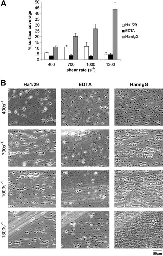 Figure 1. Pharmacologic inhibition of integrin α2β1 severely reduces deposition of mouse platelets on fibrillar collagen under flow. (A) Percent surface coverage area of platelets after whole mouse blood was treated with 30 μg/mL of the blocking anti-α2 antibody Ha1/29 (□), 5 mM EDTA (▪), or control hamster IgG (HamIgG; ▦). The results shown were determined by image analysis of the phase-contrast images and are the mean ± SEM (n = 5). Statistically significant inhibition was seen at each shear rate for Ha1/29 (P < .05) and EDTA (P < .05). (B) Representative phase-contrast images captured at 400, 700, 1000, and 1300 s–1 after 4 minutes of perfusion. The lines seen in the upper left portions of some panels are visual artifact and do not arise due to abnormalities in the collagen-coated surface.