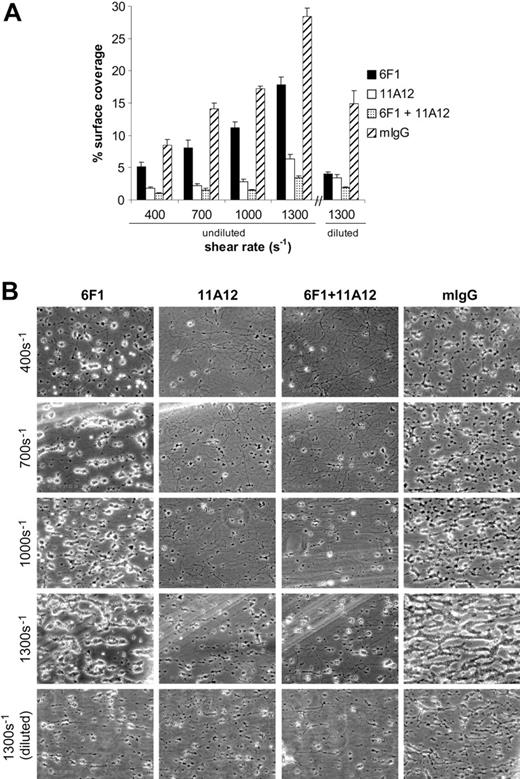 Figure 2. Pharmacologic inhibition of integrin α2β1 and/or glycoprotein VI reduces deposition of human platelets on collagen under flow. (A) Whole blood was treated with 10 μg/mL of the blocking anti-α2 antibody 6F1 (▪), the blocking anti-GPVI antibody 11A12 (□), both 6F1 and 11A12 (▦), or 20 μg/mL mouse IgG (mIgG; ▨) for at least 30 minutes prior to being perfused over a collagen-coated surface (“undiluted”). To facilitate comparison with the mouse platelet studies shown in Figure 1, this experiment was also performed using human blood diluted with an equal volume of Tyrode buffer (“diluted”). The results shown are the mean ± SEM (n = 4-5). Statistically significant inhibition was seen with all treatments (P < .05) at all shear rates with undiluted blood, and at 1300 s–1 with diluted blood. (B) Representative phase-contrast images after 4 minutes of perfusion of heparinized whole human blood over an immobilized collagen surface. The lines seen in the upper left portions of some panels are visual artifact and do not arise due to abnormalities in the collagen-coated surface.