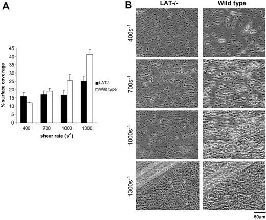 Figure 5. Platelet deposition on collagen under flow does not require signal transduction through the adaptor LAT. Whole blood from the indicated mice was perfused over collagen-coated glass slides at wall shear rates at and between 400 and 1300 s–1 for 4 minutes. (A) Surface coverage of LAT-deficient (▪; n = 6) and wild-type (□; n = 3) platelets. The results shown are the mean ± SEM. There is a statistically significant difference between LAT-deficient and wild-type platelets at 1300 s–1 (P < .05). (B) Representative phase-contrast images after perfusion. The lines seen in the upper left portions of some panels are visual artifact and do not arise due to abnormalities in the collagen-coated surface.