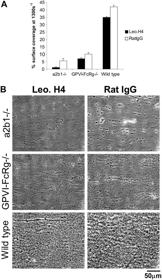 Figure 7. Integrin αIIbβ3 is required for platelet aggregate formation but not for primary adhesion of platelets to collagen under flow ex vivo. (A) Percent surface coverage area of platelets from α2β1–/–, GPVI-FcRγ–/–, and wild-type mice after being treated with 30 μg/mL blocking anti-αIIbβ3 antibody Leo.H4 (□) or control rat IgG (RatIgG; ▪) at 1300 s–1. The results shown were determined by image analysis of the phase-contrast images and are the mean ± SEM (n = 4). Statistical significance was seen between treated and untreated wild-type platelets (P < .01). (B) Representative phase-contrast images after flow.