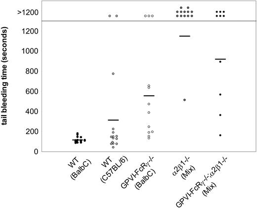 Figure 8. Mice lacking platelet-collagen receptors exhibit prolonged tail-bleeding times. Tail-bleeding times of wild-type (BalbC and C57Bl/6), α2β1–/–, GPVI-FcRγ–/–, and GPVI-FcRγ–/–;α2β1–/– were determined. Approximately 2 mm of tail was cut from unanesthetized mice, the tail immersed in 37°C saline, and the bleeding time recorded as the moment when bleeding ceased. Each point represents an individual animal (n = 10-17). Mouse strain is indicated in parentheses. WT indicates wild type. The horizontal bars indicate the average tail-bleeding times.