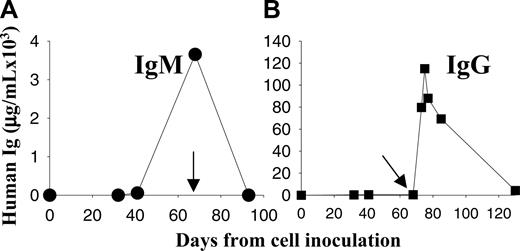 Figure 5. Evaluation of response to rituximab in the SCID-hu WM model. Kinetics of change in human IgM paraprotein in murine serum from a representative SCID-hu mouse. (A) Serum samples were collected from mice bearing WM cells before and after rituximab therapy (25 mg/kg) every other day for a total of 3 injections. (B) Kinetics of change in IgG levels in mouse serum treated with rituximab; the IgG increase is related to the injection of rituximab (chimeric IgG). Arrows indicate the first day of treatment.