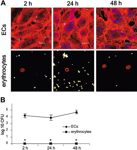 Figure 1. Interaction of B henselae with endothelial cells and erythrocytes. (A) CLSM of adherent and intracellular B henselae in endothelial cells (ECs, top row) and erythrocytes (bottom row; 100 000 cells each, respectively). Green signal indicates extracellular bacteria; blue signal, intracellular bacteria; and red signal, filamentous actin. (B) The number of intracellular bacteria was determined by gentamicin protection assays. *Significant difference compared with ECs (P < .01).