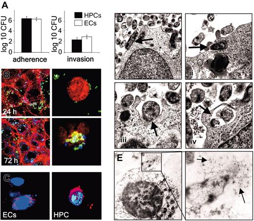 Figure 2. Interaction of B henselae with ECs and CD34+ HPCs. (A) Adherence and invasion rates of B henselae obtained with CD34+ HPCs and ECs (100 000 cells each, respectively). The number of adherent B henselae was assessed 30 minutes after infection and invasion of B henselae was quantified after 2 hours. (B) Detection of adherent and intracellular B henselae by CLSM 24 and 72 hours after infection (left: ECs; right: HPCs). Green signal indicates extracellular bacteria; blue signal, intracellular bacteria; and red signal, filamentous actin. (C) Detection of B henselae by FISH 24 hours after infection of ECs and HPCs. Overlay of FISH using a universal eubacterial oligonucleotide probe (EUB338-Cy-3, red signal) and DAPI staining (light blue) of the host cell nucleus. (D) TEM of HPCs 24 hours after infection with B henselae (arrows). Membrane ruffling (ii,iii) can be observed following adherence (i) of the bacteria to the host cells. Intracellular bacteria are located in vacuoles (iv). (E) Detection of B henselae by IEM using anti-BadA– and 10 nm gold-conjugated goat anti–rabbit IgG antibodies. The enlargement illustrates the interaction of B henselae with HPCs by immunogold staining of B henselae (see arrows).