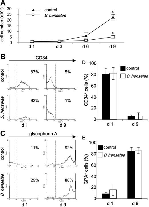 Figure 4. Proliferation and differentiation of B henselae–infected HPCs. (A) Proliferation of HPCs upon infection with B henselae. Cells were seeded in 24-well plates and total numbers of cells were counted at days 1, 3, 6, and 9. *Significant difference compared with day 1 (P < .05). (B,C) Flow cytometric analysis of erythroid HPC differentiation. CD34 and GPA expression of uninfected and B henselae–infected HPCs (MOI 100) were determined by FACS analysis on day 1 and day 9 after infection. At each time point, 10 000 cells were analyzed. The number of CD34+ (HPCs) and GPA+ (erythroid) cells is expressed as a percentage of the total number of cells. All stainings were referred to isotype-matched control antibodies (see “Materials and methods”). Cells expressing CD34 or GPA, respectively, are given right of the dotted line (upper fluorescence limit of isotype control). (D,E) CD34 and GPA expression of uninfected and B henselae–infected HPCs on day 1 and day 9 after infection. The graphs show the means and standard deviations of the percentage of CD34+ (D) and GPA+ (E) cells obtained from 3 independent experiments.