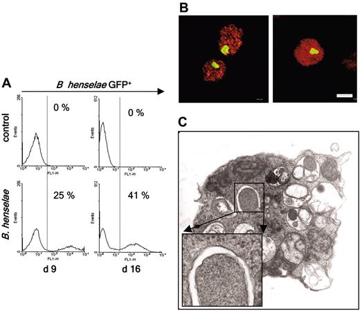 Figure 5. Detection of intracellular B henselae in differentiated erythroid cells. Freshly isolated HPCs were infected with B henselae gfpmut2 (MOI 100) and were subsequently cultivated for 16 days. (A) Flow cytometric detection of intracellular B henselae gfpmut2 (green fluorescence, x-scale) in erythroid cells 9 days (left) and 16 days (right) after infection (control: uninfected erythroid cells). Data for 50 000 cells per time point were analyzed. Percentages shown in histogram analysis refer to B henselae gfpmut2–infected cells. In total, 25% of all cells at day 9 and 41% at day 16 were positive for intracellular B henselae. Cells harboring GFP-expressing B henselae are given right of the dotted line (upper fluorescence limit of uninfected control cells). (B) Detection of intracellular B henselae gfpmut2 (green) by CLSM 9 (left) and 16 (right) days after infection. Cells are counterstained by GPA (red signal). Scale bar: 20 μm. (C) TEM of an erythroid differentiated cell (day 9) containing intracellular B henselae. The enlargement illustrates that B henselae is located in a vacuolic compartment in differentiated erythroid cells.