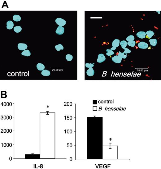 Figure 7. Resistance to apoptosis of HPCs upon B henselae infection and cytokine secretion. (A) Detection of apoptosis in HPCs 2 days after infection (MOI 100) with B henselae (red signal) by TUNEL reaction (green signal). Nuclei were stained with DAPI (light blue signal). Scale bar: 20 μm. (B) Determination of IL-8 and VEGF secretion by HPCs upon infection with B henselae. CD34+ cells were infected (MOI 100) and supernatants taken 5 days later for ELISA. Values are given in pg/mL. *Significant difference compared with uninfected control cells (P < .01).