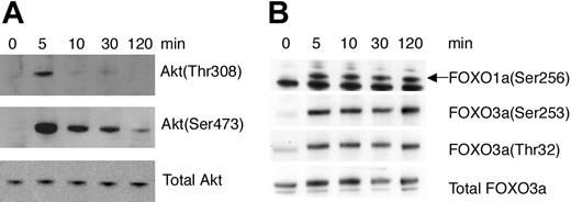 Figure 1. Phosphorylation of Akt and Forkhead transcription factors upon treatment of BMCMCs with SCF. BMCMCs were treated for the indicated time periods with SCF, and the phosphorylation of (A) Akt(Ser473) and Akt(Thr308) or of (B) FOXO1a(Ser256), FOXO3a(Ser253), and FOXO3a(Thr32) was analyzed by Western blotting. Arrow indicates band corresponding to FOX01a. Comparable results were obtained in at least 3 separate experiments.