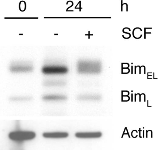 Figure 2. SCF prevents up-regulation of the Bim protein. BMCMCs, deprived of growth factors and serum, were either left untreated (–) for 0 or 24 hours or treated with SCF (+) for 24 hours. BimEL and BimL protein expression was analyzed by Western blotting. Comparable results were obtained in at least 3 separate experiments.