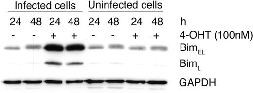 Figure 3. Expression of a dominant-active mutant of FOXO3 results in up-regulation of Bim. BMCMCs were infected with a retrovirus encoding FOXO3(A3):ER and were left untreated (–) or incubated with 4-OHT (+) in the presence of SCF for the indicated time periods. The level of Bim was analyzed by Western blotting. As a control for possible toxic effects, uninfected cells were also treated with 4-OHT. Comparable results were obtained in at least 3 separate experiments. GAPDH indicates glyceraldehyde-3-phosphate dehydrogenase.