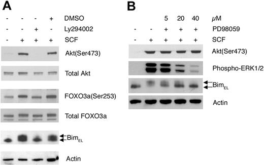 Figure 5. Bim is regulated by the PI3-K and MEK/MAPK signaling pathways. BMCMCs were left untreated or were treated with SCF alone or with SCF in combination with inhibitors. (A) Cells were treated with the PI3-K inhibitor LY294002, and the levels of phosphorylation of Akt(Ser473), FOXO3a(Ser253), and Bim were analyzed by Western blotting. (B) Cells were treated with the MEK/MAPK inhibitor PD98059, and the levels of phosphorylation of Akt(Ser473), ERK1/2, and Bim were analyzed by Western blotting. Comparable results were obtained in at least 3 separate experiments.