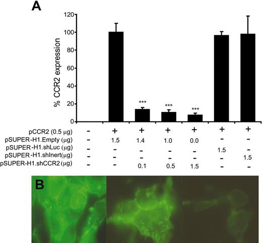 Figure 1. Silencing of CCR2 expression by pSUPER-H1.shCCR2. (A) Expression of murine CCR2 in HEK 293 cells after cotransfection with pEGFPN-1/CCR2 and pSUPER-H1.Empty (1.5 μg), relative to that of HPRT, was not affected by pSUPER-H1.shLuc or pSUPER-H1.shInert, whereas CCR2 mRNA levels were up to 94% reduced after cotransfection with increasing amounts of pSUPER-H1.shCCR2 (***P < .001). Error bars represent SEM. (B) HEK 293 cells cotransfected with either pEGFPN-1/CCR2 and pSUPER-H1.Empty (1.5 μg; left panel) or pEGFPN-1/CCR2 and pSUPER-H1.shCCR2 (0.5 μg or 1.5 μg; middle and right panels, respectively), which show increased quenching of GFP protein expression on the cell surface, indicating almost complete loss of CCR2 surface protein after transfection with pSUPER-H1.shCCR2. Cells were viewed with a Biorad 2-photon confocal laser scanning microscope (1000× magnification), and images were digitized with Adobe Photoshop 7.0.