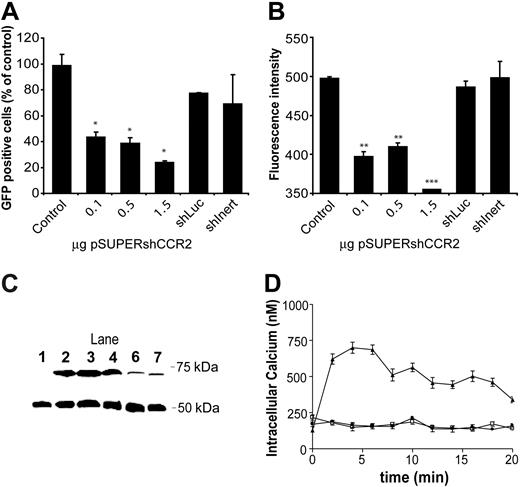 Figure 2. Silencing of CCR2 protein by pSUPER-H1.shCCR2. (A) FACS analysis of HEK 293 cells after cotransfection with pEGFPN-1/CCR2 and pSUPER-H1.Empty (1.5 μg, control), which was not significantly affected by cotransfection with pSUPER-H1.shLuc or pSUPER-H1.shInert. Cotransfection with increasing amounts of pSUPER-H1.shCCR2 led to a significant and dose-dependent silencing of CCR2 protein level up to 75%. *P ≤ .05. (B) The average fluorescence intensity of the GFP-positive cells was even more markedly reduced after cotransfection with pSUPER-H1.shCCR2 to the untransfected HEK 293 control level (approximately 390). The nonspecific controls had no effect on GFP fluorescence intensity compared with pSUPER-H1.Empty control levels. **P ≤ .01; ***P ≤ .001. (C) Western blot analysis of HEK 293–cell lysates for GFP protein expression using β-tubulin (50 kDa) as internal standard, showing a dose-dependent and specific reduction in GFP protein expression in cells cotransfected with increasing amounts of pSUPER-H1.shCCR2 (lanes D, E, and F) compared with only pEGFPN-1/CCR2-transfected (lane B) or pSUPER-H1.Empty cotransfected cells (lane C). Lane 1 represents a sample of untransfected HEK 293 cells. (D) Measurements of JE-induced calcium influx in HEK 293 cells expressing murine CCR2 and the H1.Empty (▴) or the H1.shCCR2 sequence (□). As a control, unstimulated HEK 293 cells expressing CCR2 were measured (•). In contrast to pSUPER-H1.Empty–transfected cells, no calcium influx was observed in pSUPER-H1.shCCR2–transfected cells after stimulation with JE, indicating that CCR2 signal transduction is silenced by shCCR2 treatment. Error bars represent SEM.
