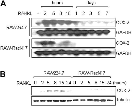 Figure 2. COX-2 is rapidly induced by RANKL stimulation in a Rac1-dependent manner. (A) Expression of COX-2 mRNA in RAW264.7 and RAW-RacN17 cells stimulated with RANKL for the indicated periods was examined by Northern analysis. GAPDH was used as a control for total RNA loading. (B) Expression of COX-2 protein in RAW264.7 and RAW-RacN17 cells stimulated with RANKL for the indicated periods. Whole cell lysates (50 μg each) were immunoblotted with anti–COX-2 antibody and reprobed with antitubulin antibody.