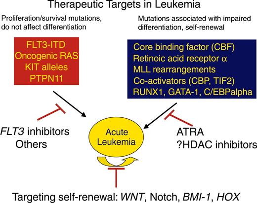 Figure 3. Two broad classes of mutations are associated with acute leukemia. One class of mutations, exemplified by activating mutations in tyrosine kinases such as BCR/ABL, FLT3, TEL/PDGFBR, or oncogenic RAS mutations result in enhanced proliferative and survival advantage for cells. These mutations can be targeted by small molecule inhibitors of the respective tyrosine kinases or potentially by farnesyl transferase inhibitors. A second class of mutations is loss-of-function mutations in hematopoietic transcription factors, as exemplified by the acute myeloid leukemia 1 (AML1)/ETO or PML/RARα gene rearrangements, or point mutations in AML1 or C/EBPα. Treatment that targets this class of mutations can include agents that specifically induce differentiation and apoptosis of leukemic cells, as demonstrated by the use of ATRA in PML/RARα-positive acute promyelocytic leukemia and potentially by HDAC inhibitors. Finally, although not known to be mutant in leukemia, genes and pathways that are responsible for the self-renewal potential of leukemia stem cells, such as WNT, Notch, BMI-1, or HOX family members may also be candidates for molecularly targeted therapy.