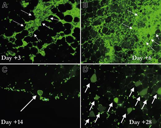 Figure 1. Timing of conversion of marrow cells to skeletal muscle. Digital photomicrographs of frozen sections of muscle. C57BL/6 mice that received a transplant of tibialis anterior GFP marrow were injured with cardiotoxin. (A-B) Frozen sections of the muscle 3 and 6 days after injury demonstrate a massive infiltration of hematopoietic cells in the area of injury (arrows). (C). At 2 weeks after injury, the first GFP-positive myocytes appear, and, at 4 weeks after injury (D), many GFP-positive fibers can be identified (arrows). Pictures were taken with a FITC filter. Magnification, × 20.