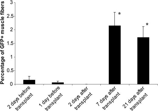 Figure 2. Importance of timing of injury. After 500 cGy TBI and 500 cGy lower-extremity radiation, C57BL/6 mice received transplants of 25 million bone marrow cells. Cardiotoxin was injected intramuscularly at different time points before or after transplantation into the animal (days - 2, - 1, + 2, + 7, and + 21 relative to the day of transplantation). Animals were killed 4 weeks after the last injury, and their tibialis anterior muscles were analyzed for the presence of GFP-positive fibers. Data represents mean ± standard error from a total of 6 mice per time point from 2 separate experiments. *P < .05, compared with other time points.