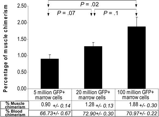 Figure 3. Effect of marrow-cell dose on marrow-to-muscle conversion. C57BL/6 mice underwent transplantation with 3 different doses (5, 20, and 100 million) of bone marrow cells after 900 cGy whole-body radiation. Seven days later cardiotoxin was injected into the tibialis anterior muscle. Four weeks after injury animals were killed, and muscle samples were analyzed for the incidence of GFP-positive muscle fibers. There was a graded increase in the incidence of GFP-positive muscle fibers as the doses of infused GFP marrow cells increased, whereas the level of peripheral blood chimerism changed minimally. The results represent data from a total of 6 mice per cell level from 2 separate experiments. Error bars indicate mean ± standard error.