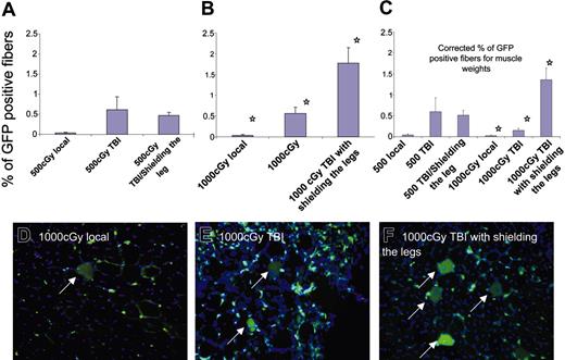 Figure 5. Local radiation is not a critical factor in marrow-to-muscle chimerism. C57BL/6 animals underwent transplantation with GFP-positive marrow cells from transgenic mice after 500 or 1000 cGy local, systemic, or systemic radiation with shielding of the right leg followed by injection of cardiotoxin intramuscularly. (A-B) The percentage of GFP-positive fibers in the right tibialis anterior muscle is shown. Each bar shows average ± standard error from 5 to 6 animals from 2 separate experiments. *P < .05 between the groups. (C) The results of panels A and B are corrected for the average weight of muscles. (D-F) Photomicrographs of frozen sections of the tibialis anterior muscle in animals that received 1000 cGy local radiation (D), 1000 cGy TBI (E), or 1000 cGy TBI with shielding of the lower extremity (F). Arrows point to the GFP-positive muscle fibers.