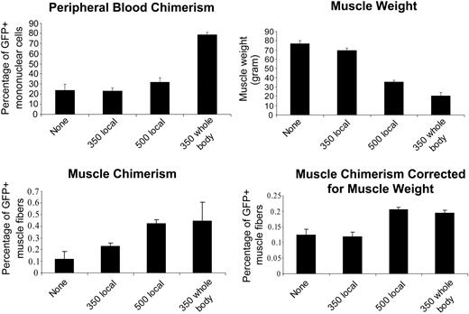 Figure 7. Radiation is not essential for marrow-to-muscle conversion. Male NOD/SCID mice received transplants of 12 million GFP lineage-negative, GFP-positive marrow cells from transgenic mice after different doses of lower-extremity and/or whole-body radiation. One week later, anterior tibialis muscles were injured with injection of cardiotoxin directly into the muscle. Analyses were performed 1 month after injury by calculating the percentage of GFP-positive fibers to the total number of fibers. Charts represent the average for peripheral blood chimerism of GFP-positive cells, weight of right tibialis anterior muscle, the percentage of muscle GFP-positive fibers, and the percentage of muscle GFP-positive fibers corrected for their weight, in each group. In this model of regeneration, at higher doses of local or systemic radiation, peripheral blood and muscle chimerism increases but the muscle weight decreases. Three mice in each group were evaluated. Error bars indicate mean ± standard error.