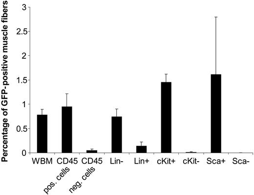 Figure 8. GFP-positive muscle fibers are from stem-cell populations of marrow cells. Different populations of marrow cells were infused into C57BL/6 mice after 500 cGy whole-body and 500 cGy lower-extremity radiation. Animals received cardiotoxin injury to their right tibialis anterior muscle 1 week after transplantation, and their muscles were analyzed for the presence of GFP-positive muscle fibers. The numbers of cells injected for whole bone marrow (WBM) were 3 × 106 cells; CD45- and CD45+, 2 × 106 cells; Lineage- and Lineage+, 1.4 × 106 cells; c-Kit+ and c-Kit-, 2.16 × 106 cells; and Sca-1+ and Sca-1-, 8 × 105 cells each. Data represent average ± SE from 3 to 6 animals in each group. All the differences between the positive and negative groups in each population were statistically significant (P < .05). Error bars indicate mean ± standard error.