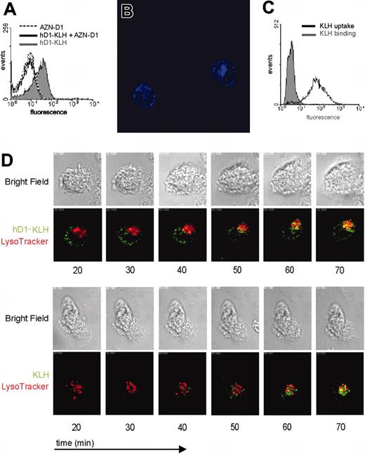 Figure 2. Binding and uptake of hD1-KLH by DCs. (A) iDCs were treated with 10 μg/mL hD1-KLH, 100 μg/mL AZN-D1, or pretreated with 100 μg/mL AZN-D1 followed by 10 μg/mL hD1 incubation, followed by incubation with an Alexa Fluor 647–labeled goat anti–human IgG antibody. Binding of hD1-KLH was analyzed by flow cytometry. (B) Internalization of hD1-KLH was confirmed by CSLM. iDCs were incubated with Alexa Fluor 647–labeled hD1-KLH (blue) for one hour at 37°C, followed by microscopic analysis. The image represents the middle focal plane of the DCs, with iris set at 2 nm. Original magnification, ×600. (C) iDCs were incubated with Alexa Fluor 488–labeled KLH for one hour at 4°C or 37°C. Subsequently, cells were fixed and analyzed by flow cytometric analysis. (D) iDCs were labeled with LysoTracker Red, followed by addition of Alexa Fluor 488–labeled (green) hD1-KLH or KLH. Cells were imaged by CSLM. Data represent bright field and corresponding fluorescent images of cells at various time points after addition of hD1-KLH or KLH to the culture medium. Original magnification, ×630.