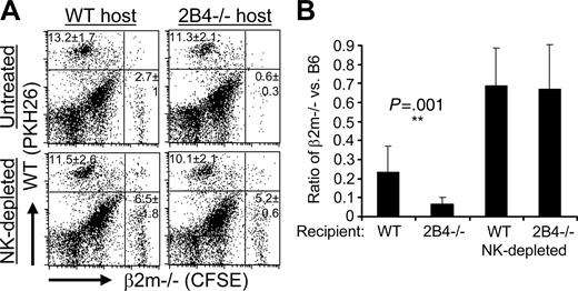 Figure 2. Both 2B4 and MHC class I inhibitory receptors inhibit NK-cell clearance of syngeneic bone marrow in vivo. CFSE-labeled β2m-/- B6 bone marrow cells and PKH26-labeled WT B6 bone marrow cells were coinjected into lethally irradiated untreated or NK-depleted WT and 2B4-/- mice. After 48 hours, splenocytes were analyzed by flow cytometry for remaining donor cells. (A) Representative dot plots. The percentage of cells and standard deviations within the PKH26+ or CFSE+ quadrant are indicated for that quadrant. Five mice per experimental group were analyzed for each experiment, and the data shown are from 1 of 2 independent experiments. P = .003 Student t test comparing β2m-/- donor cells remaining in untreated WT and 2B4-/- hosts. (B) Rejection of β2m-/- bone marrow is depicted as the ratio of the percentage of β2m-/- (CFSE+) cells divided by the percentage of WT control (PKH26+) cells recovered in each individual recipient from flow cytometry analysis as shown in panel A. Data shown represent the mean of pooled data from 2 independent experiments, each experiment had 5 mice per experimental group. Error bars represent standard deviations of the pooled data. **P = .001 Student t test comparing the β2m-/- donor-cell rejection ratio in untreated WT and 2B4-/- hosts.