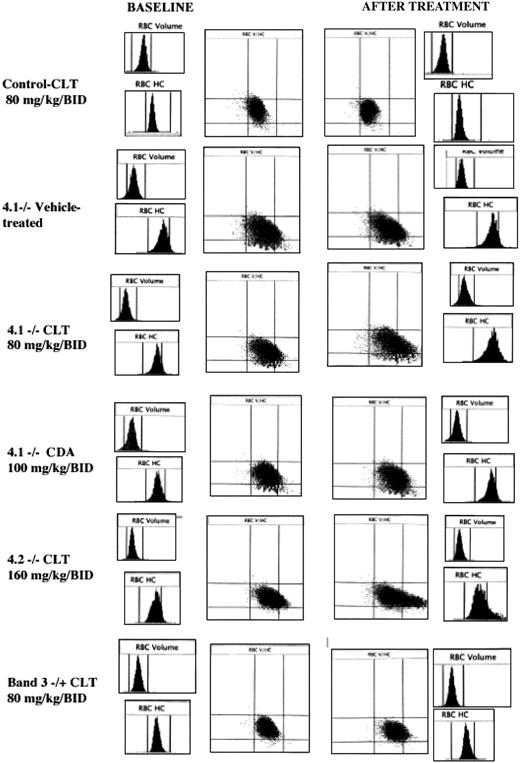 Figure 3. Histograms for cell volume and cell hemoglobin concentration at baseline and after treatment with Gardos channel blockers. Histograms for erythrocyte volume (RBC volume) and cell hemoglobin concentration (RBC HC) and plot of RBC HC (x-axis) versus RBC volume (y-axis) are presented at baseline (left side) and after the specified in vivo treatment (right side). Rows from top to bottom: control mouse before and after 11 days of treatment with clotrimazole (CLT, 80 mg/kg twice a day); 4.1-/- mouse before and after 11 days of treatment with the vehicle use for drug administration; 4.1-/- mouse before and after 11 days of treatment with CLT (80 mg/kg twice a day); 4.1-/- mouse before and after 7 days of treatment with CDA (100 mg/kg twice a day); 4.2-/- mouse before and after 6 days of treatment with CLT (160 mg/kg twice a day); and band 3+/- mouse before and after 7 days of treatment with CLT (80 mg/kg twice a day). Data obtained with the Bayer ADVIA 120 hematology analyzer. One representative mouse shown for each condition; similar results were obtained for the other animals.