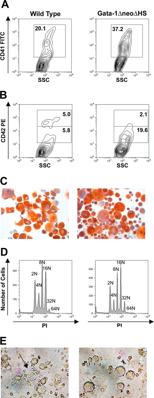 Figure 1. Characterization of ΔneoΔHS Gata1 knockdown megakaryocytes. (A-B) Flow cytometric analysis of megakaryocytes cultured from wild-type or GATA-1 knockdown fetal liver cells stained with the anti-CD41 (A) or CD42 (B) antibody. (C) Following in vitro expansion, wild-type and GATA-1–deficient cells were enriched on a BSA gradient and AChE staining was performed to determine the purity of enriched cells. Images were obtained using a Leica DM4000B light microscope equipped with a 20×/0.04 objective lens (Cambridge, United Kingdom). Original magnification, ×200. Images were captured using a mounted Leica DFC320 camera and Leica Firecam version 1.4 software. (D) Ploidy analysis of BSA gradient-purified megakaryocytes was performed by flow cytometry of cells stained with PI. (E) Light microscopy of differentiated cells in culture. The arrow points to proplatelet forms. Images were obtained using a Zeiss Axiovert S100 inverted microscope equipped with a 20×/0.04 objective lens (Thornwood, NY). Original magnification, ×200. Images were captured with a Nikon Coolpix 990 digital camera (Tokyo, Japan).