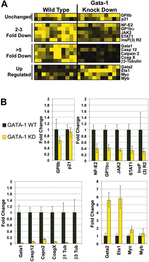 Figure 2. Requirements for GATA-1 in megakaryocyte gene expression. (A) Affymetrix probe set hybridization results for 16 representative genes that were differentially affected by the absence of GATA-1. Highest levels of expression are depicted as yellow squares; the lowest levels or no expression are represented by black squares. (B) Quantitative real-time RT-PCR validation of 16 genes selected from the array data. Data were divided into the following groups: genes that were not significantly affected (P > .05, upper left), ones that were down-regulated 2- to 3-fold (P ranged from < .002 to .02, upper right), those that were reduced more than 5-fold (P < .001, lower left), and genes that were induced in the absence of GATA-1 (GATA-2 and Ets-1, P < .001; myc P < .05; myb P < .5; lower right). Fold changes of gene expression in the GATA-1 knockdown cells (yellow bars) are shown relative to the levels detected in wild-type cells (black bars: wild-type expression was set to 1). Means ± SD for 3 experiments are shown.