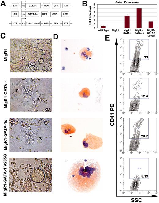 Figure 3. GATA-1s rescues proplatelet formation, but not the hyperproliferative phenotype. (A) Constructs used in this study. Wild-type or mutant GATA-1 cDNAs were introduced into the MIGR1 vector backbone, which includes an IRES-GFP cassette. (B) GATA-1 expression in the rescued population was determined by qRT-PCR. There was no statistically significant difference between full-length GATA-1 and GATA-1s expression in the reconstitutions, but there was a significant difference between GATA-1 and V205G expression (P < .02). Means ± SD for 3 experiments are shown. (C) Light microscopy for the generation of proplatelet forms by the rescued cells. Notable features include the presence of proplatelets in the GATA-1s rescued cells and the presence of very large megakaryocytes in the population expressing V205G. Original magnification × 320. Images were obtained as described in the legend of Figure 1E. (D) AChE-stained cytospins of an aliquot of the 3-day cultures. Note the presence of a very large AChE-stained megakaryocyte in the population expressing V205G. Original magnification × 200. Images were obtained as described in the legend of Figure 1C. (E) Cell surface expression of CD41 on megakaryocytes after 3 days of in vitro differentiation, assayed by flow cytometry.