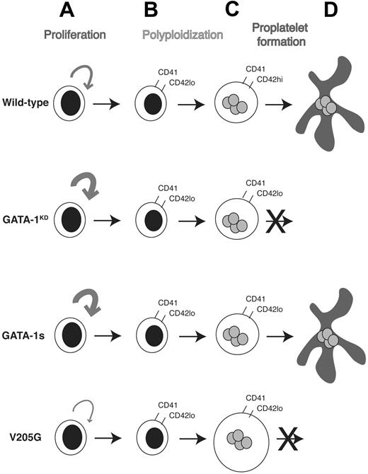 Figure 5. Model of the differential requirements for GATA-1 in megakaryocyte gene expression and development. Committed megakaryocyte progenitors (A) normally display limited proliferation. However, in the absence of GATA-1, or in the presence of GATA-1s, these progenitors hyperproliferate and produce a greater number of CD41+ megakaryocytes, which also express low levels of CD42 (B). In contrast, when the ability of GATA-1 to interact with FOG-1 is disrupted, progenitors expand to a lesser degree. Megakaryocytes then undergo repeated rounds of DNA synthesis without cell division (polyploidization) to generate a polyploid cell (C). Mutagenesis of GATA-1 did not affect the endomitosis of megakaryocytes. However, alterations in GATA-1 led to differential effects on terminal maturation. In the absence of GATA-1, or in the presence of the V205G mutant, terminal maturation was blocked. When GATA-1s was expressed, however, megakaryocytes produced proplatelet forms (D) and were similar to wild-type cells in morphology and gene expression.