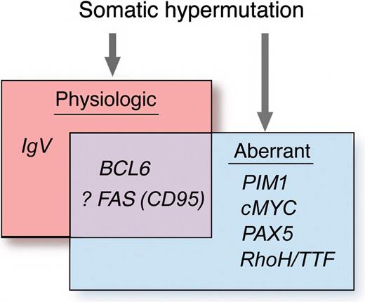 Figure 1. Somatic hypermutation. Physiologic SHM targets regulatory sequences of the IgV gene and the additional GC genes, BCL6 and FAS (CD95). Aberrant SHM targets additional GC genes including PIM1, cMYC, PAX5 RhoH/TTF as well as BCL6, and, possibly, FAS. Figure modified from R. Dalla-Favera, Institute of Genetics, Columbia University, New York, NY.