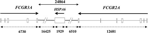 Figure 1. Relative positions of FCGR2A, HSPA6, and FCGR3A genes on chromosome 1 long arm. Boxes represent coding exons; thin lines, coding introns; and heavy lines, intergenic regions. Gene names are indicated above DNA with transcription direction (arrows). Genes and intergenic lengths (dashed arrows), based on where translation starts and ends, are indicated as base pairs below DNA, using AL5990385.22 GenBank sequence of RP11-5K23 BAC clone and identifying genes by nucleotides identity with GenBank cDNA sequences NM 021642, NM 002455, and NM 000569, respectively.