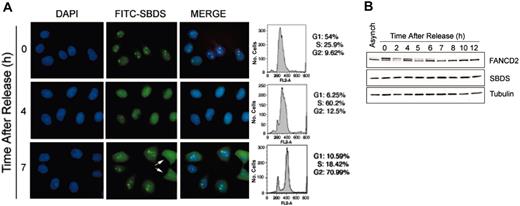 Figure 3. SBDS nucleolar localization is cell-cycle dependent. (A) HeLa cells were synchronized with a double thymidine block, then released for the times indicated. Cells were fixed and stained for SBDS. An aliquot of cells was also fixed for flow cytometry (right). Cells in late telophase are indicated with arrows. (B) SBDS protein levels remain constant throughout the cell cycle. HeLa cells synchronized with a double thymidine block were released for the indicated times. Cell lysates were immunoblotted for Fanconi anemia, complementation group D2 (FANCD2), SBDS, and tubulin.