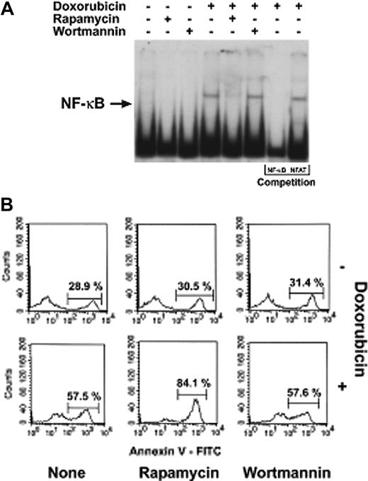 Figure 5. Rapamycin inhibits doxorubicin-induced NF-κB activation in ALL blasts. (A) EMSA analysis of nuclear extracts from ALL cells (patient 5) cultured for 5 hours with 0.5 μM doxorubicin, with and without rapamycin (100 ng/mL) or wortmannin (1 μM). A competition assay performed with the same NF-κB cold oligo or an unrelated oligo (see “Materials and methods”) indicated the specificity of the NF-κB band. (B) Flow cytometry diagrams of apoptosis of ALL blasts, from the same patient, cultured for 24 hours with 0.5 μM doxorubicin, with and without rapamycin (100 ng/mL) or wortmannin (1 μM). The percentages over the bars indicate the amount of annexin V-positive cells.