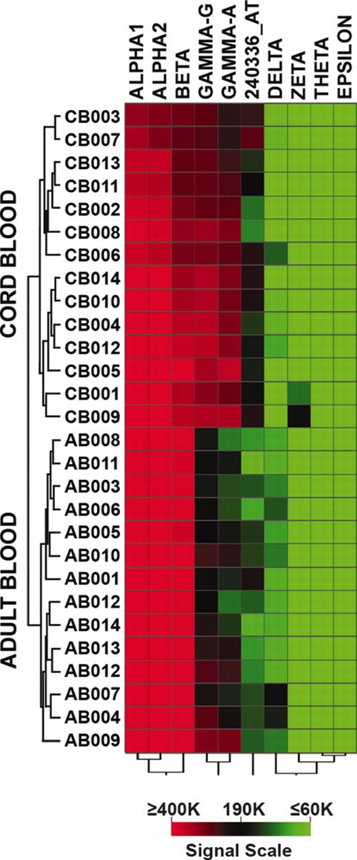 Figure 1. Unsupervised hierarchic clustering analysis. Microarray data for 14 cord blood and 14 adult blood reticulocyte samples probed by 9 globin genes and the 240336_AT (μ-globin) probe set. Data were clustered (unsupervised), and the signal scale is based on the raw intensities for each probe set.