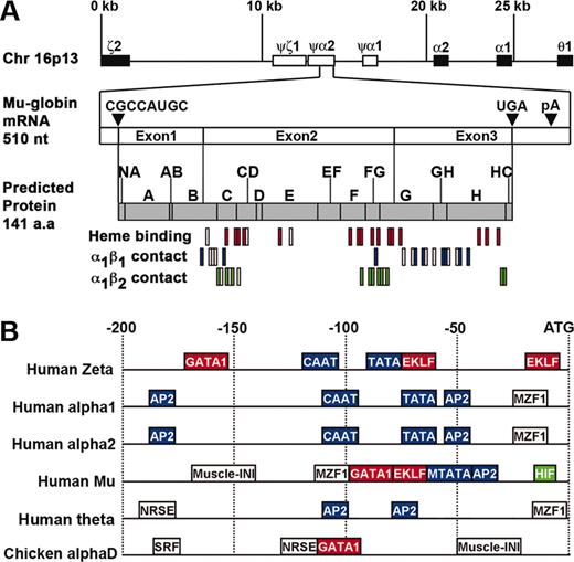 Figure 2. Bioinformatics analyses of μ-globin. (A) Alignment of the μ-globin mRNA and the ORF-predicted protein with α-globin cluster on chromosome 16p13. Locations (arrowheads) of the Kozak (CGCCAUGC), stop (UGA), and polyA signal (pA) relative to the three μ-globin exons are shown. The protein is annotated according to globin helical domains,44 and the residues involved in heme binding and α-β-globin contact are indicated under the gray bar (conserved residues between human α-globin and μ-globin are denoted with colored boxes1). (B) Transcription factor binding site comparison of 200-bp promoter regions of the selected globin genes. Locations of erythroid transcription factor binding motifs are indicated in red, hypoxia-inducible factor motif in green, and general transcription factor binding motifs in blue; other binding motifs are shown as open boxes. AP2 indicates activator protein 2; EKLF, erythroid Kruppel-like factor; GATA1, GATA binding factor 1; HIF, hypoxia-inducible factor; Muscle-INI, muscle initiation factor; MZF1, myeloid zinc finger protein 1; NRSE, neural restrictive silencer element; and SRF, serum response factor.