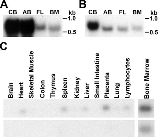 Figure 3. Northern blot analyses of μ and α-globin expression. The hybridizations of erythroid tissues with α-globin (A) and μ-globin (B) probes are shown with molecular weight positions on the right. CB indicates cord blood; AB, adult blood; FL, fetal liver; BM, adult bone marrow. (C) Multitissue Northern blot hybridized with α-globin (top) and μ-globin (bottom) probes.