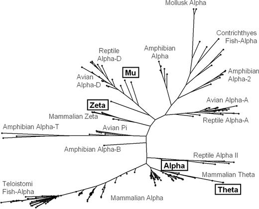 Figure 6. Phylogenetic tree constructed by MP algorithm method. Two hundred ninety-one α-like globin proteins and the predicted μ-globin protein were clustered, as described in “Results.” General locations of the human α-like globin chains (open boxes) and a general description of the predominant globin type within each cluster are provided.