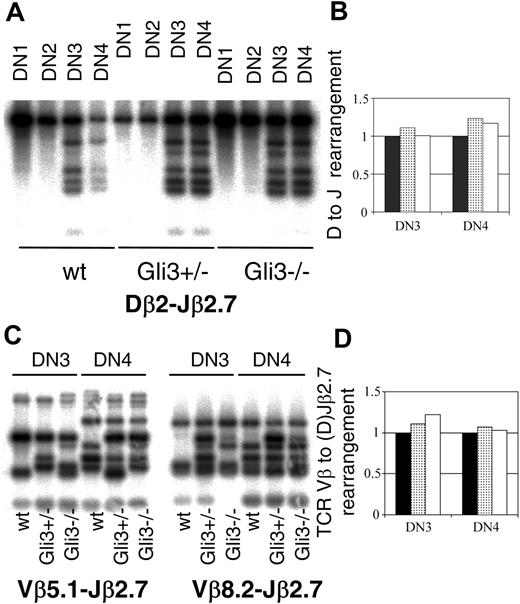 Figure 5. TCRβ locus rearrangement does not require the presence of Gli3. (A) Southern blot hybridizations were performed on PCR products amplified using primers specific for TCRDβ2 and TCRJβ2.7 and DNA templates from DN subsets sorted from E15.5 thymus. The probe used corresponded to a germ line (unrearranged) TCRβ fragment and was obtained by radio-labeling a PCR product amplified from genomic DNA using the TCRDβ2 and TCRJβ2.7 specific oligos. PCR was performed on DN1, DN2, DN3, and DN4 thymocyte populations sorted from wt, Gli3+/–, and Gli3–/– mice. The PCR reactions were stopped when all were still in the exponential phase as determined by the titration of templates. (B) The extent of TCRβ rearrangement observed in panel A was quantified by measuring the total intensity of the 6 rearranged bands and relating back to the intensity of the germ line band (uppermost band in each panel) by dividing the total intensity of the bands corresponding to the rearranged locus by the intensity of the band corresponding to nonrearranged locus. The levels of rearrangement observed in the wt mice (▪) was set to 1 and the levels of rearrangement observed in Gli3+/– (▦) and Gli3–/– mice (□) expressed relative to this level. No reduction in TCRDβ2-Jβ2.7 rearrangement was observed in DN3 and DN4 thymic subsets isolated from Gli3+/– or Gli3–/– mice. (C) TCRβ V-(D)J rearrangements were analyzed using the same technique as in panel A, except that the PCR products were generated using 5′ primers specific to TCR Vβ5.1 (left) and TCR Vβ8.2. (right) together with the same 3′ primer to Jβ2.7 as in panel A. In addition the genomic DNA content for each extraction was calculated by real-time PCR, and the same starting template for the rearrangement PCRs was used in all reactions. The probe used was the same as in panel A. TCRβ V(D)J rearrangement had occurred in DN3 and DN4 thymic subsets isolated from wt, Gli3+/–, and Gli3–/– mice. The PCR reactions were stopped when all were still in the exponential phase as determined by the titration of templates. (D) The levels of rearrangement observed in panel C was quantified by using equivalent starting amounts of genomic DNA as determined by real-time PCR and measuring the total intensity of all the bands and relating this amount back to that observed in DNA isolated from the wt mouse. No significant differences were observed in the level of TCRβ V(D)J rearrangement observed in wt (▪), Gli3+/– (▦), and Gli3–/– (□) mice.