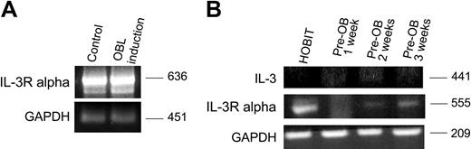 Figure 1. IL-3Rα is expressed in primary mouse and human OBL/stromal cells. (A) Murine stromal cells were grown for 10 days in either α-MEM (control) or osteogenic media (OBL induction). RNA was isolated, and expression of murine IL-3Rα was examined by RT-PCR analysis. The identity of the band as IL-3Rα was confirmed by direct sequencing. (B) Human BM adherent cells were cultured for 1, 2, or 3 weeks in osteogenic media as described in “Materials and methods.” Human IL-3Rα and IL-3 mRNA expression was detected by RT-PCR using specific primer pairs.
