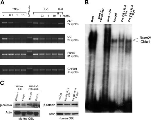 Figure 3. IL-3 inhibits ALP and OC mRNA expression, early and late markers of OBL differentiation into osteocytes, but the inhibitory effects of IL-3 were not mediated by the Runx2 or β-catenin pathways. (A) RNA was isolated from primary murine stromal cells cultured for 10 days with increasing concentrations of IL-3. RT-PCR was performed with primers specific for murine ALP, OC, and Runx2. IL-6 was a negative control for ALP, OC, and Runx2 response. GAPDH was used as an internal control. (B) Primary human confluent pre-OB cells were treated with IL-3 (20 ng/mL) for 1 to 7 days. After the culture period, cell lysates were obtained and nuclear extracts were separated from the cytosolic fraction. Runx2 activity evaluation was determined by EMSA on nuclear extracts as described in “Materials and methods.” IL-3 did not change Runx2 activity in human cultures. Lysates were obtained after 24 hours or 7 days of IL-3 treatment in human stromal-cell cultures. (C) Whole cell lysates from human stromal-cell cultures treated with IL-3 for 24 hours or 7 days or from murine cultures for 24 hours or 6 days were prepared and subjected to Western blot analysis for β-catenin expression. β-actin served as an internal control.
